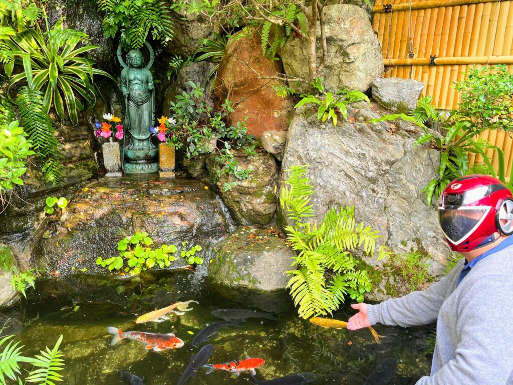 再来院（通称：達磨寺）の池で泳ぐ鯉たち